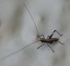Bradyporinae inconnu